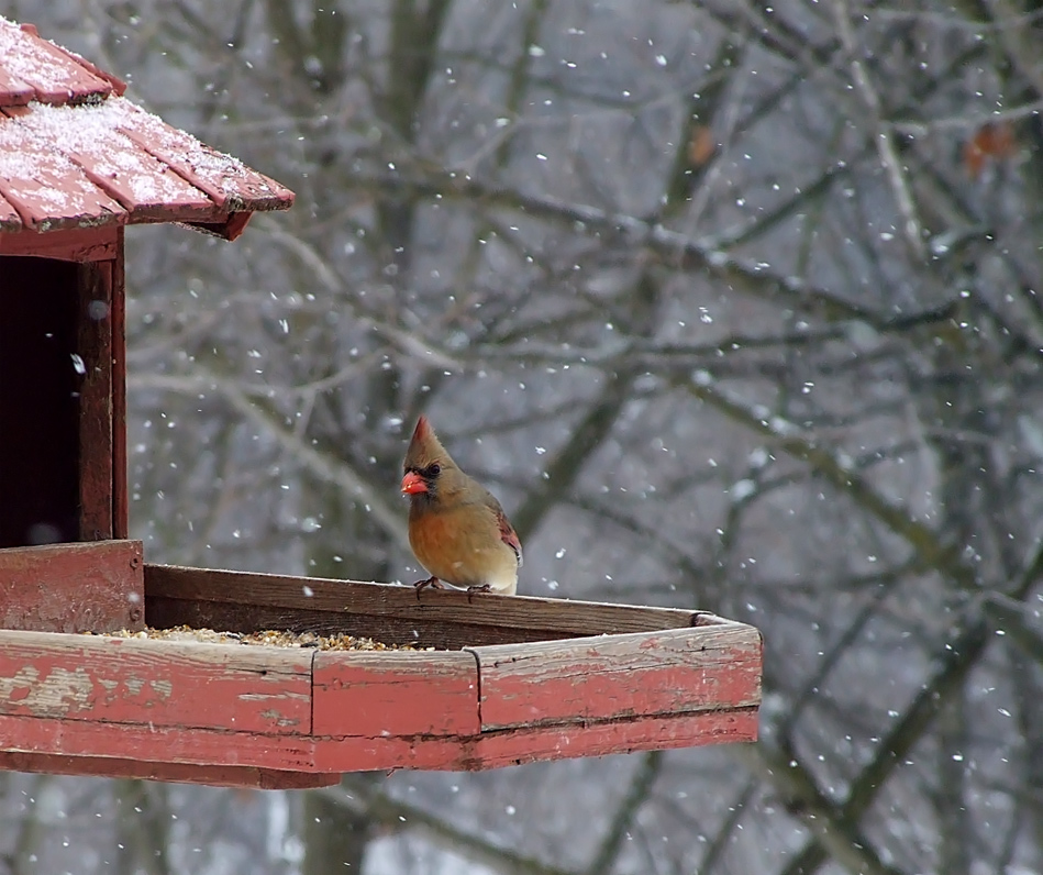 Female-Cardinal