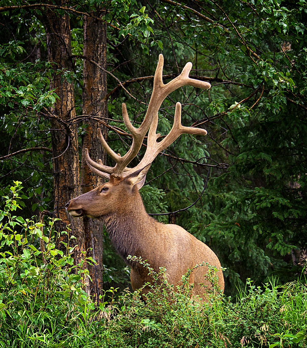 Velvet Elk