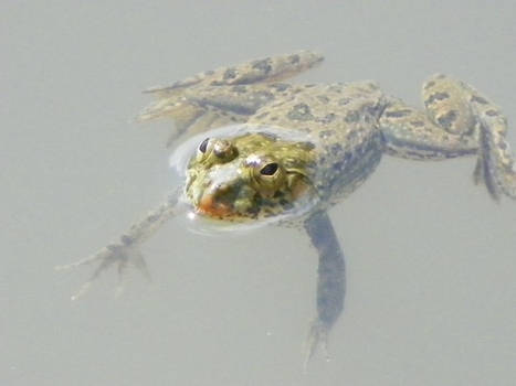 Jumping Water Frog