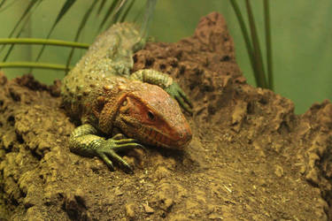 Caiman Lizard by MouseBadgerPhotos