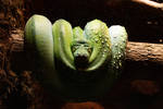Green Resting Snake by MouseBadgerPhotos