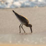 Willet