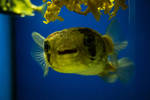 Puffer Closeup by MouseBadgerPhotos