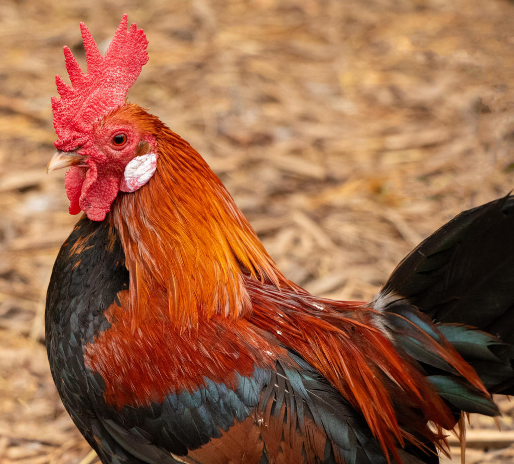 Little Roster by MouseBadgerPhotos on DeviantArt