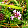 Burren Wildflower 3