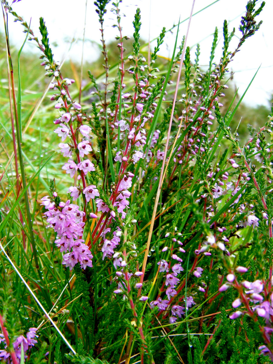 Faroese Heather