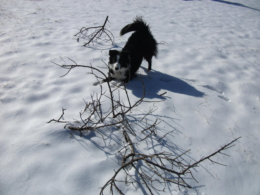 Jana Playing In The Snow