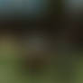 At Play in the Fields 2
