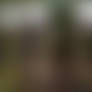 Commission: Big Brain Propaganda