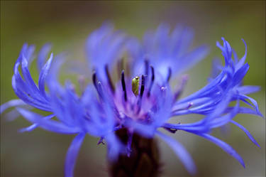 cornflower.