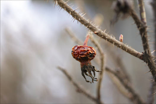 rosehip.