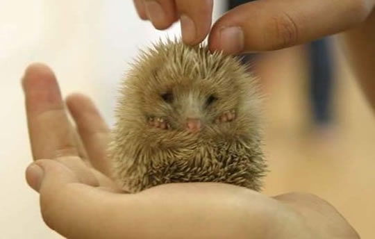 Hedgehog