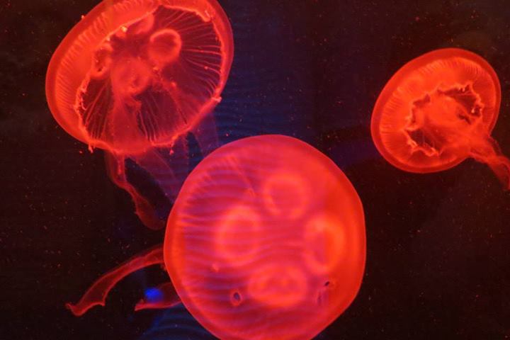 Jellies