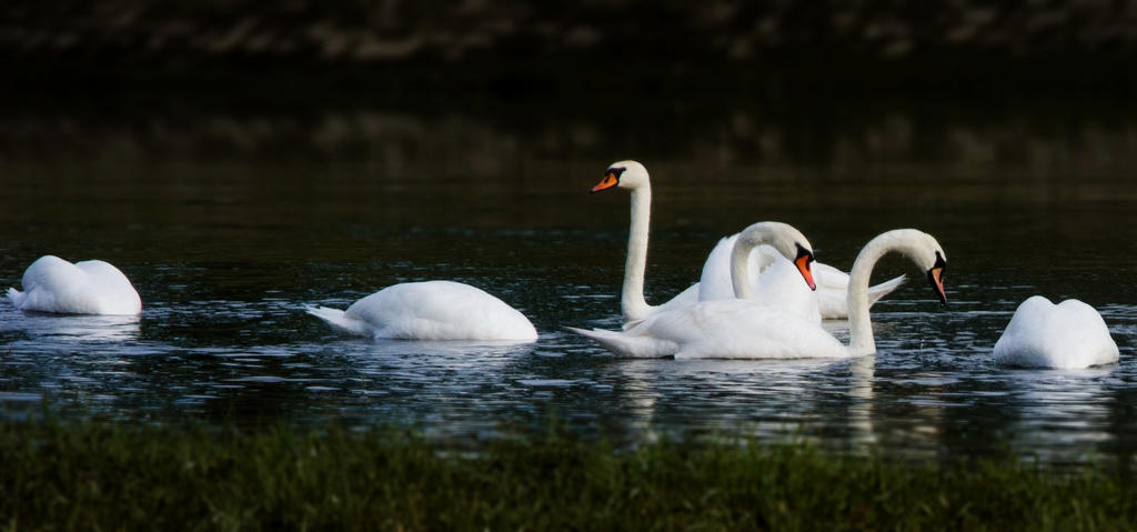 Swans in Kupa river by bokhanbin