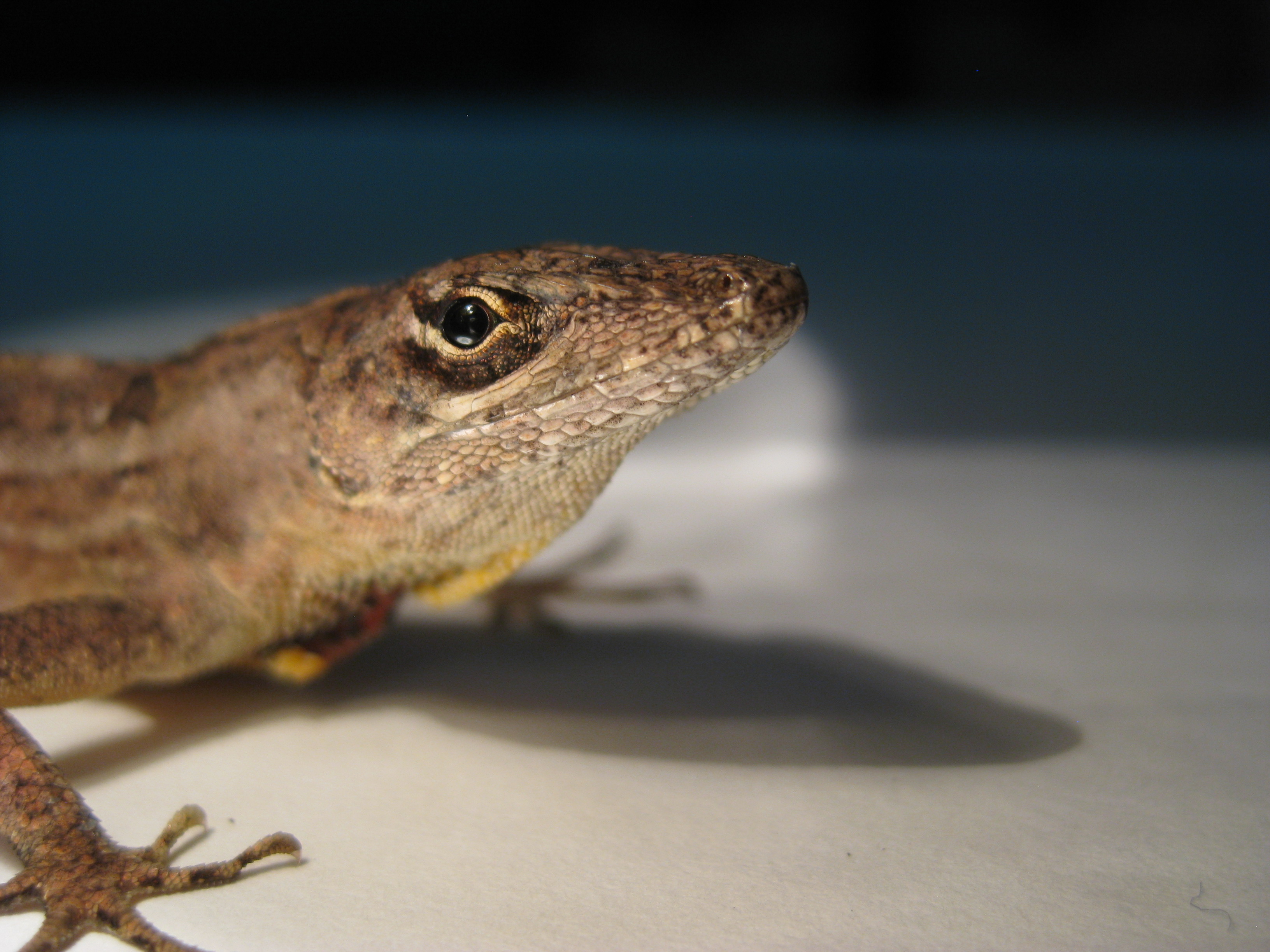 Brown Anole