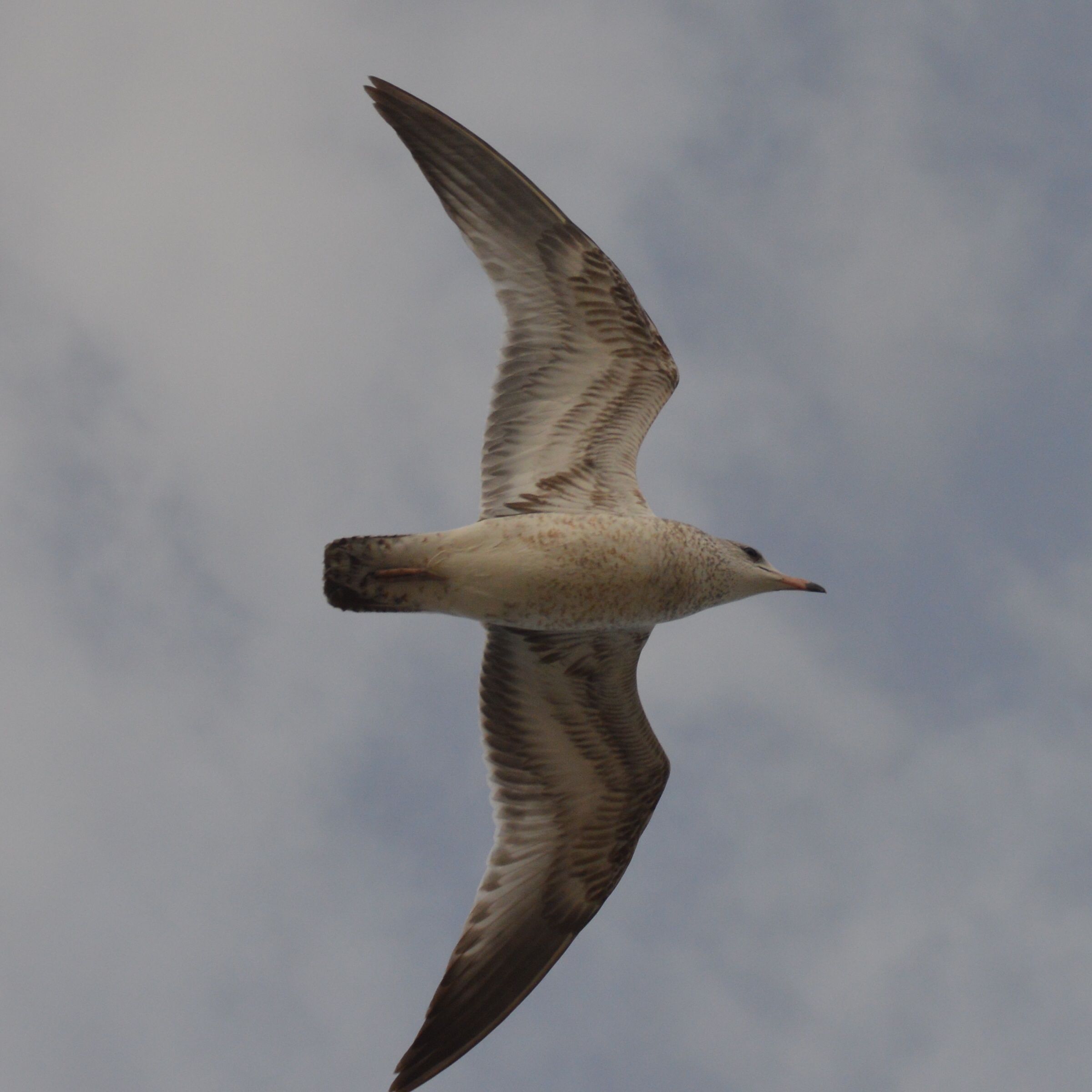 Ring-billed Gull: First Winter