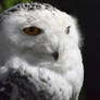 Snowy Owl