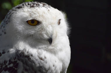 Snowy Owl by Icearstorm