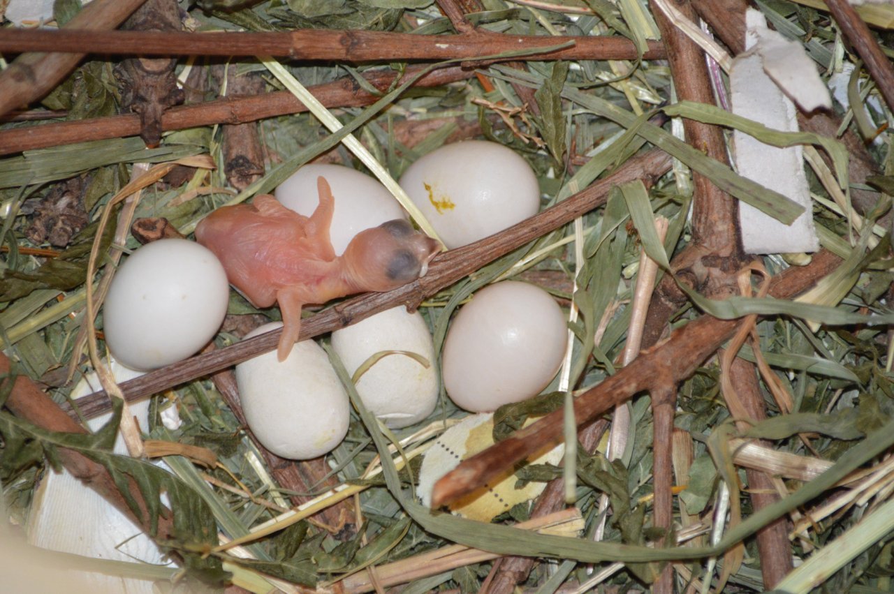 Legal considerations bird eggs