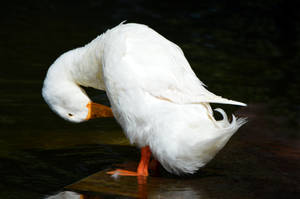 Pekin Duck Preening