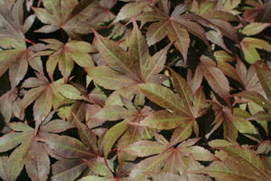 STOCK Japanese Maple 01