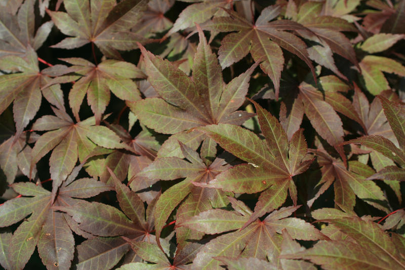 STOCK Japanese Maple 01