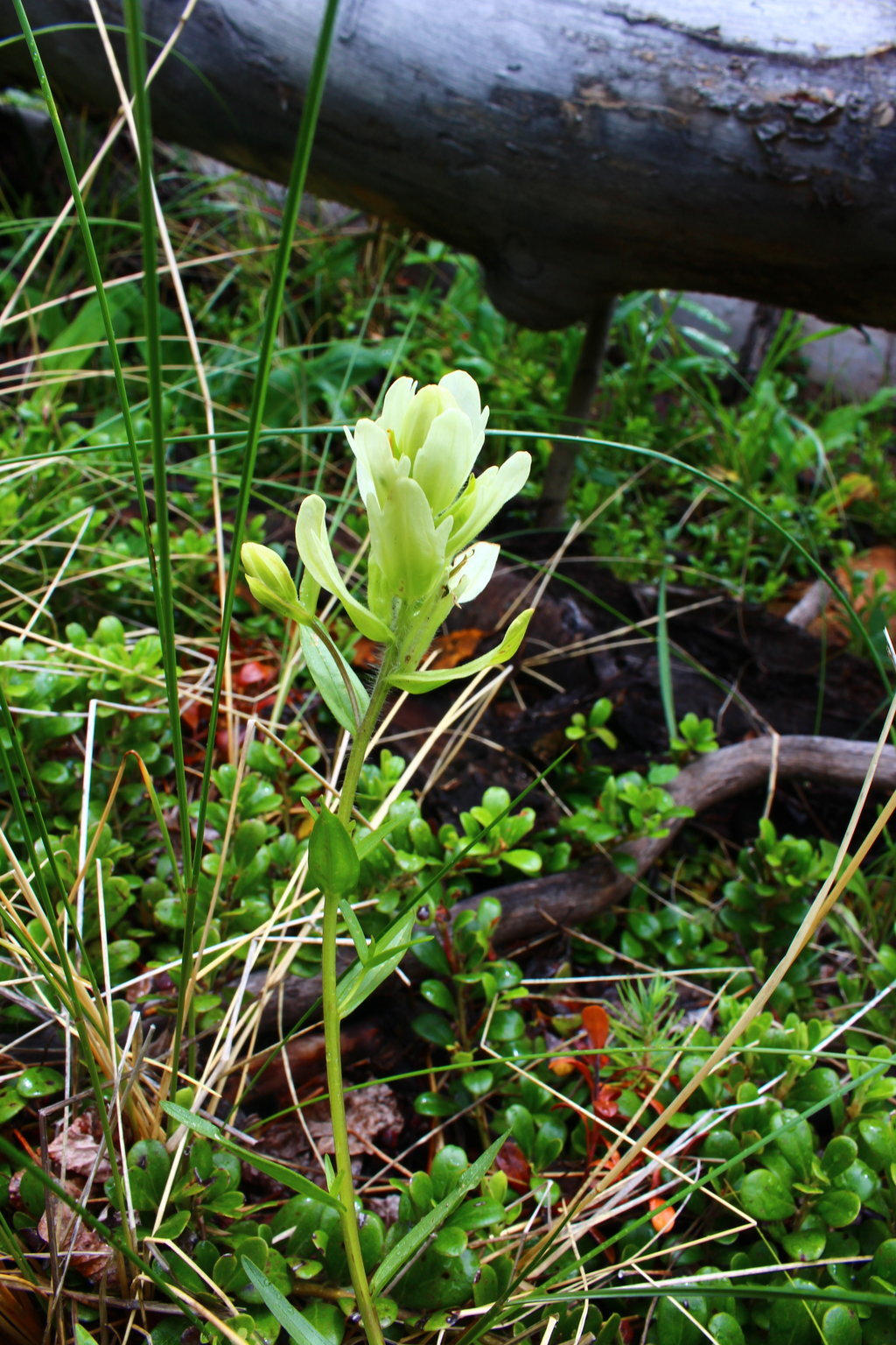 Castilleja Sulphurea (AKA Sulphur Paintbrush)