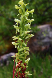 Platanthera huronensis (Aka Bog Orchid)