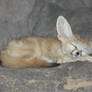 Fennec Fox