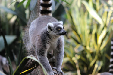 Ring-tailed Lemur