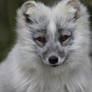 Arctic Fox