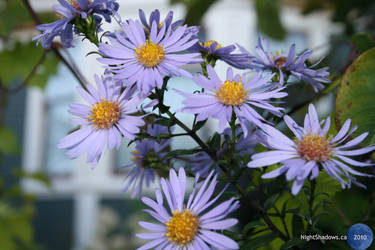 Daisy Flowers