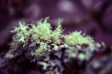 Strange Moss 01