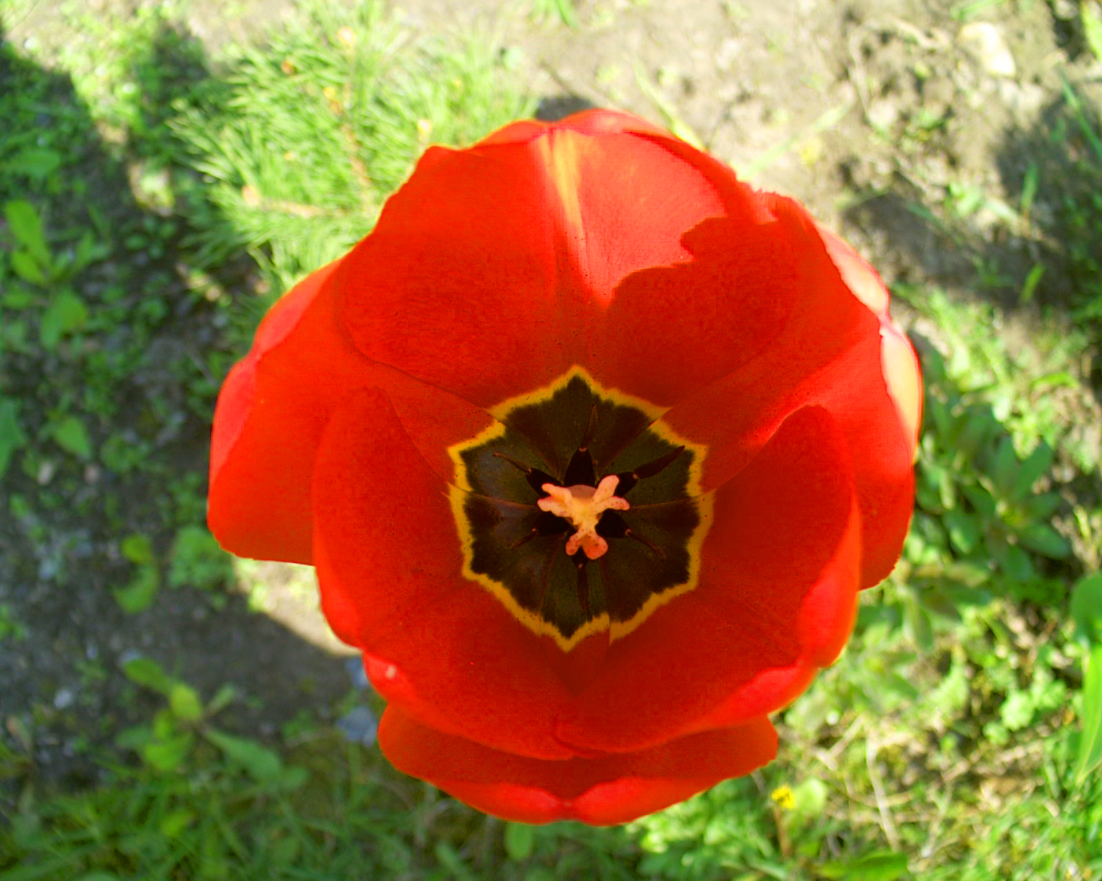 tulip