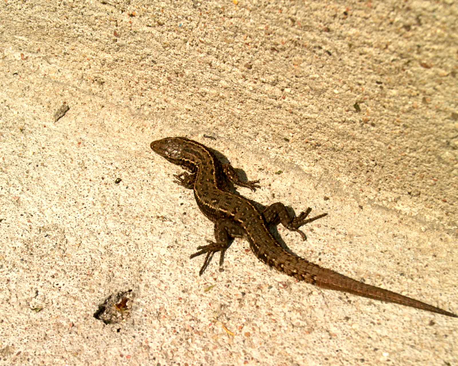 lizard