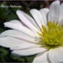 White Daisy