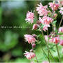 Pink garden treasures