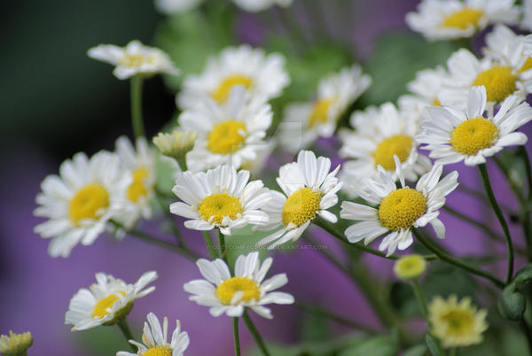 The daisies in the garden