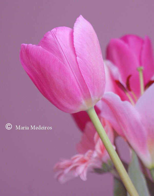 The Pink Tulip