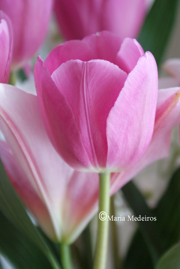 Easter Tulip