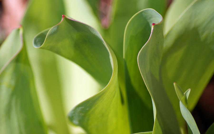 Green Waves II