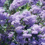 Lilacs