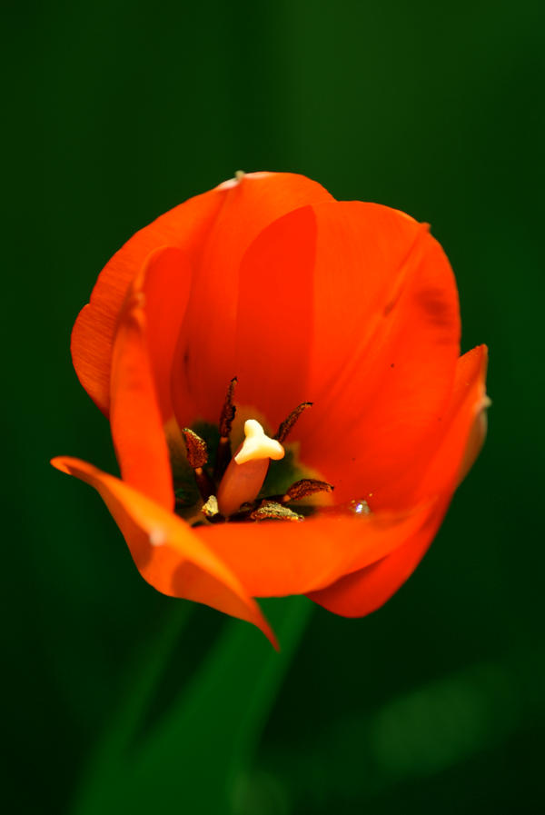 Red Tulip