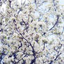 White Blossoms