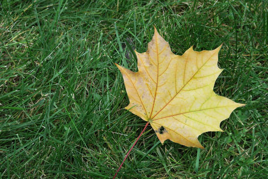 Maple Leaf Stock Photo