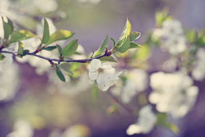 Spring 2018 by CozyComfyCouch Spring 2018 by CozyComfyCouch