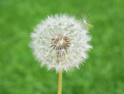 Seeding Dandelion