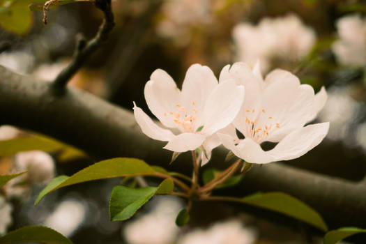 June Blossoms