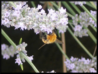 Bombus terrestris