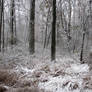 Winter Forest 5